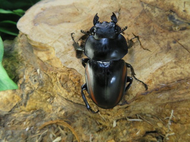  スチーブンスツヤクワガタ　♂84ミリ♀48ミリ・長歯・アリスト・WD・成虫_2