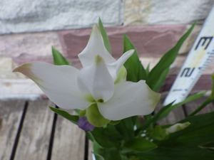 クルクマの値段と価格推移は 10件の売買情報を集計したクルクマの価格や価値の推移データを公開