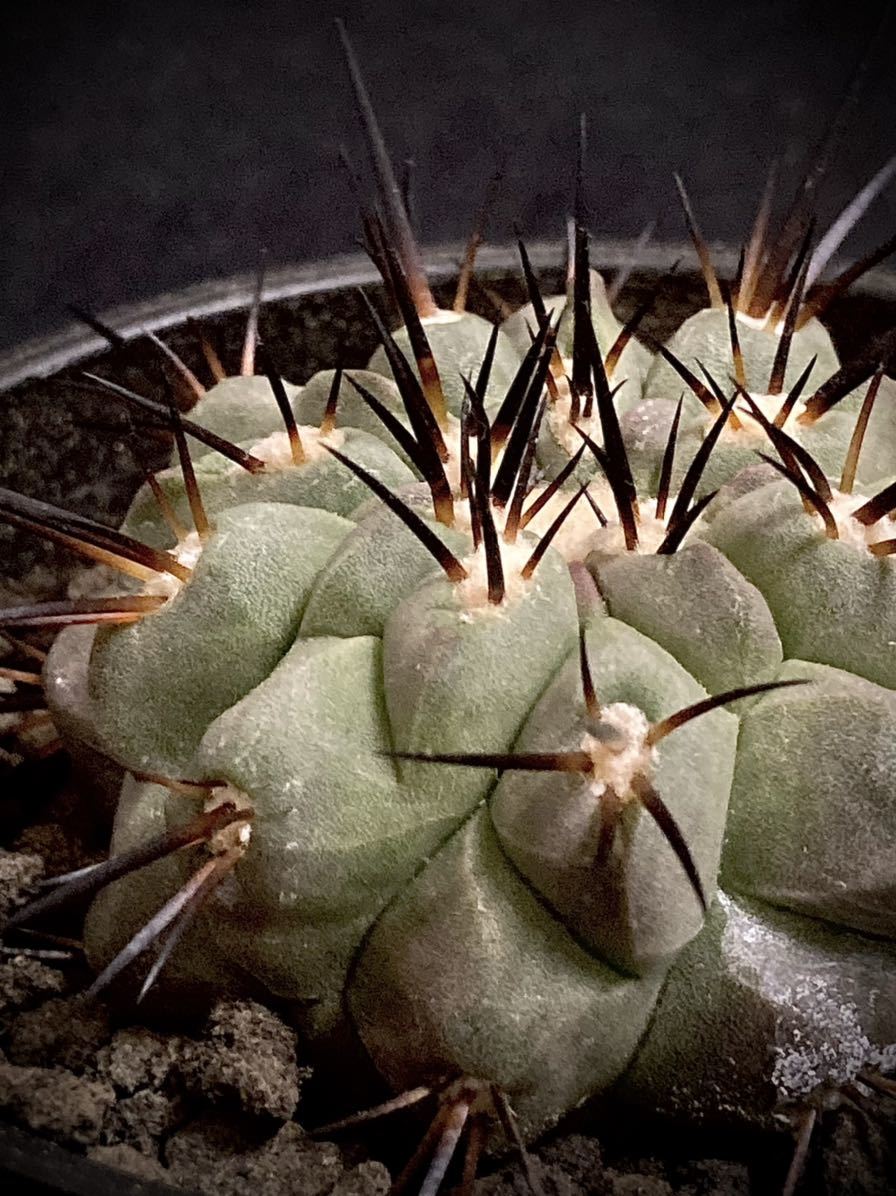 黒王丸　自根 サボテン：コピアポア 黒王丸 自根*幅5.5cm 現品！一品限り : 遊恵盆栽