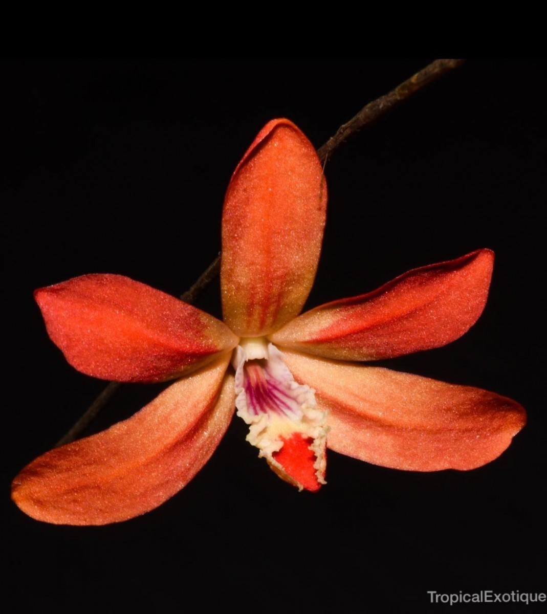 洋蘭原種 Den. (884) 希少種 洋蘭 lawiense (Sib) デンドロビューム
