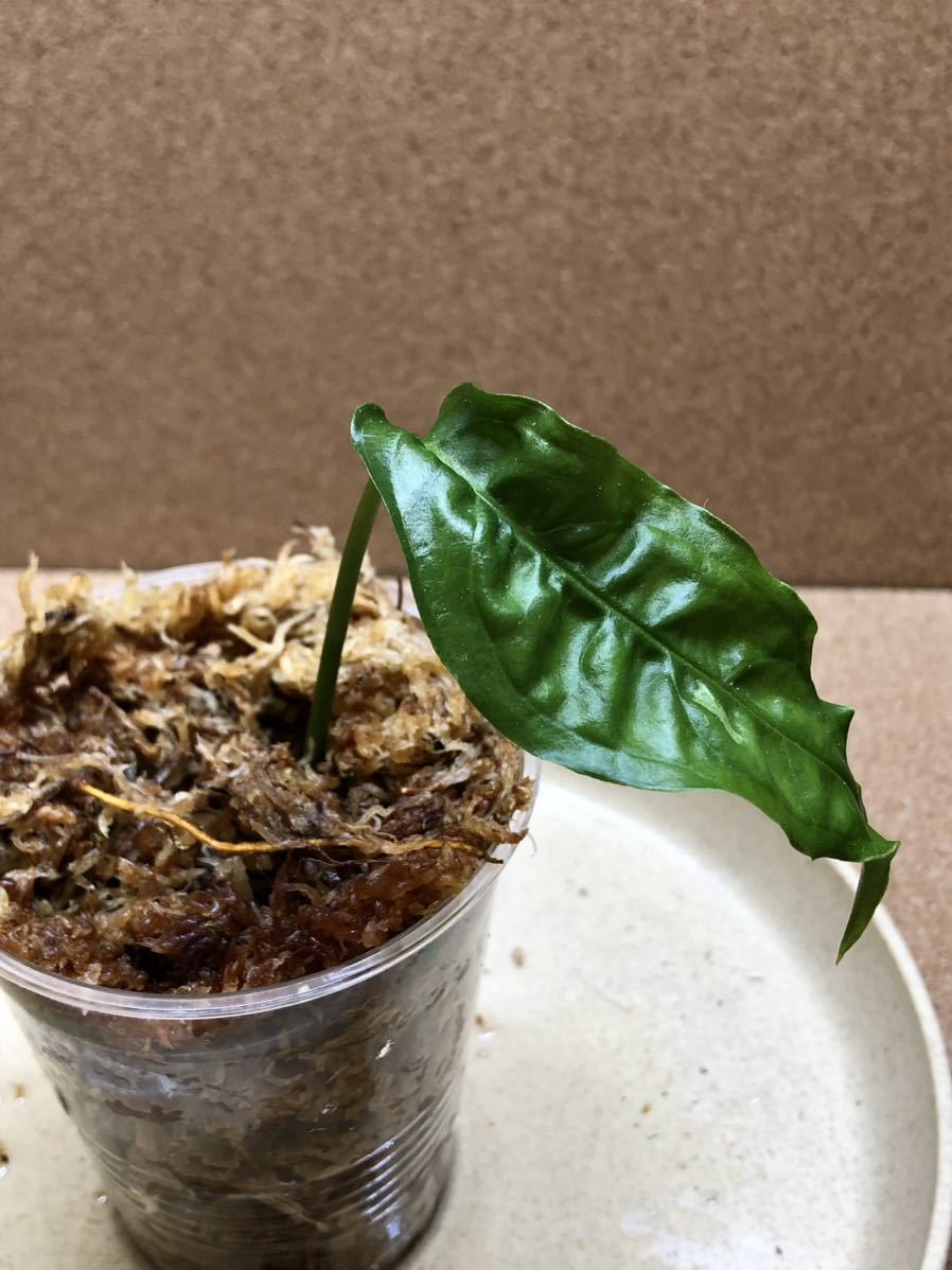 超希少❗️モンステラ　オブリクア　ヤスニ✨ m58403658443_1.jpg?1762592249