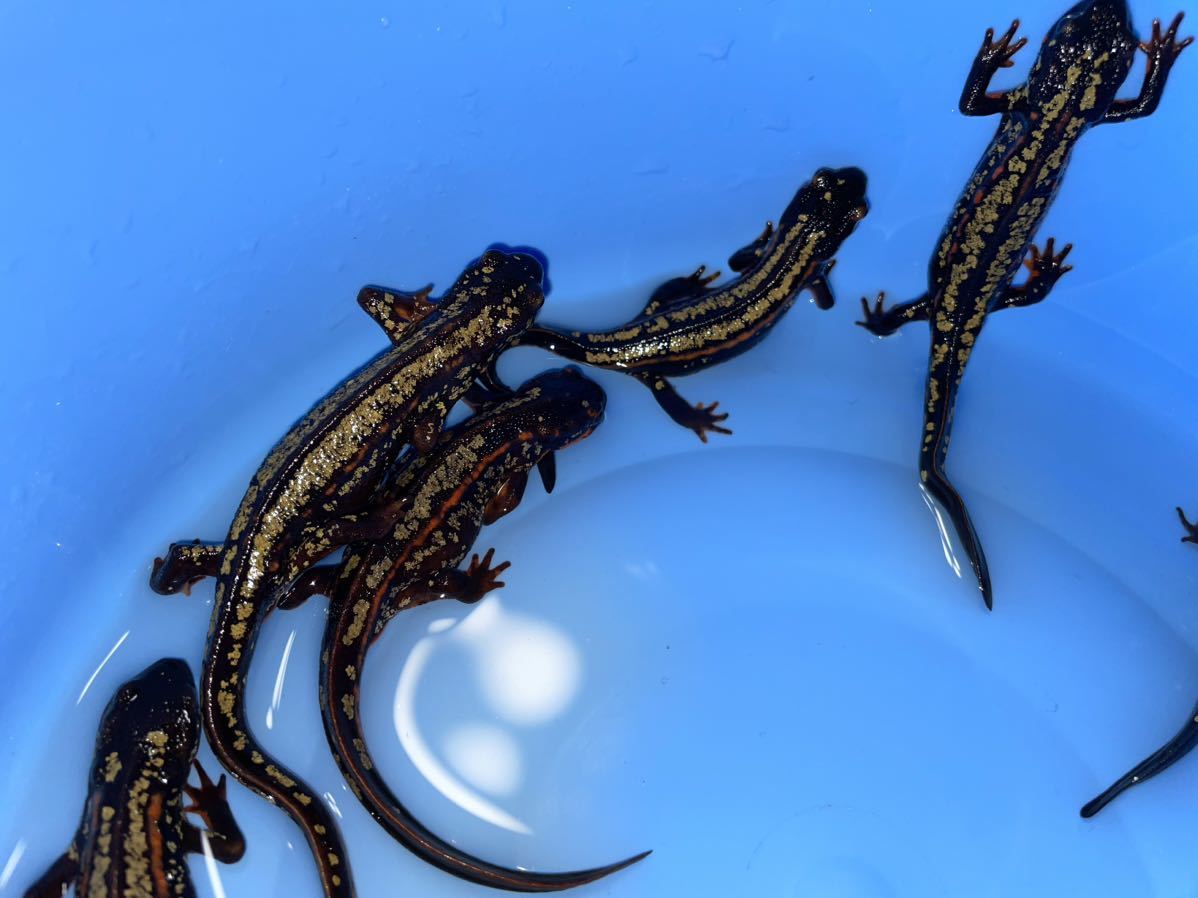 5匹！オキナワシリケンイモリ_4
