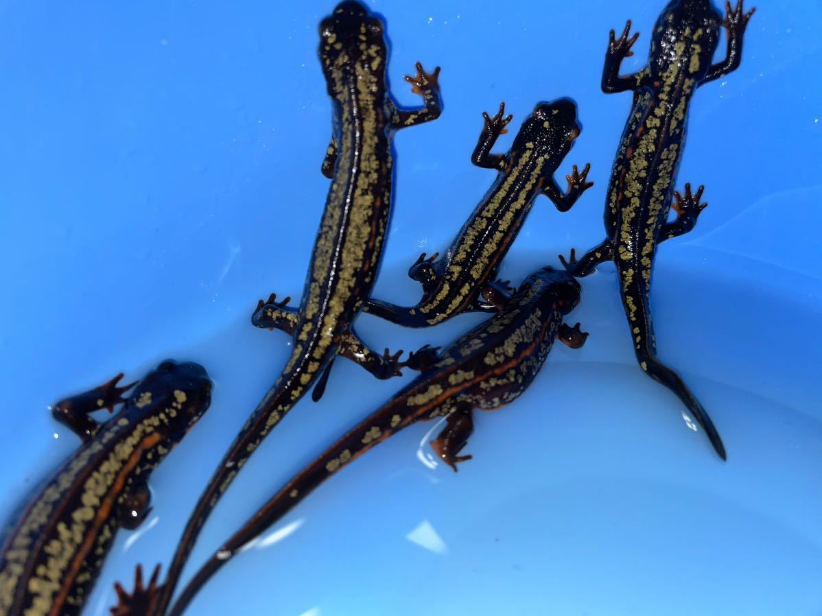 5匹！オキナワシリケンイモリ_5