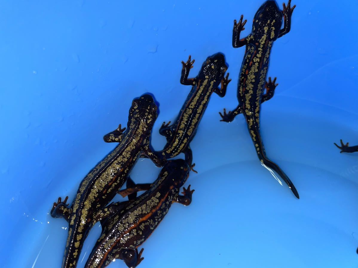 5匹！オキナワシリケンイモリ_6