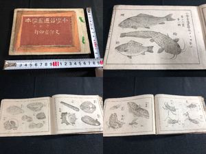 水生生物の値段と価格推移は 21件の売買情報を集計した水生生物の価格や価値の推移データを公開