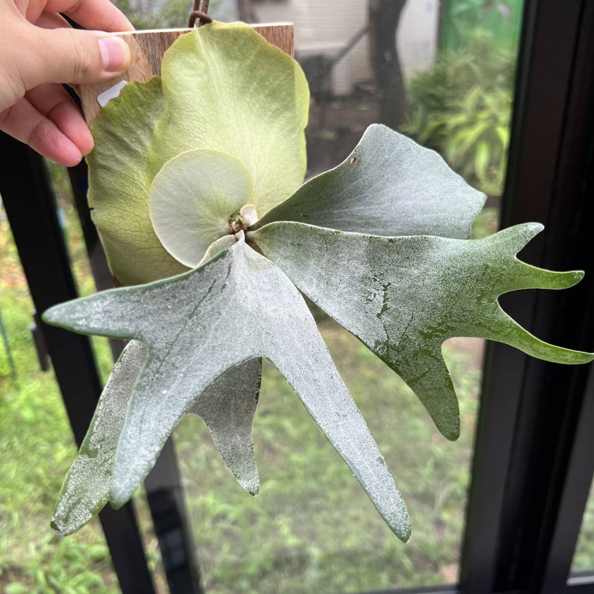 P.willnckii spore ビカクシダ 【公式通販】