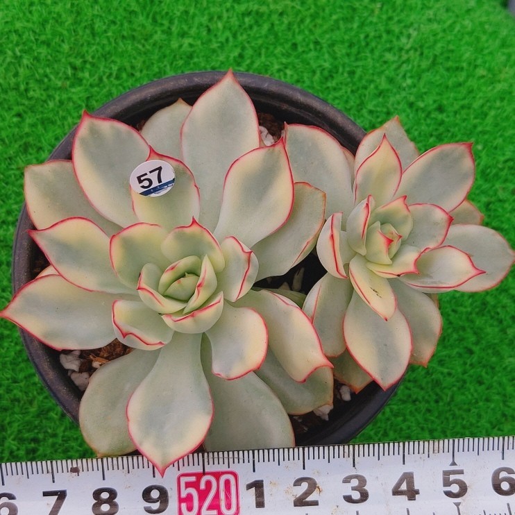 0925-W457 ムーンガード二ス(錦) エケベリア 多肉植物 韓国苗(サボテン 
