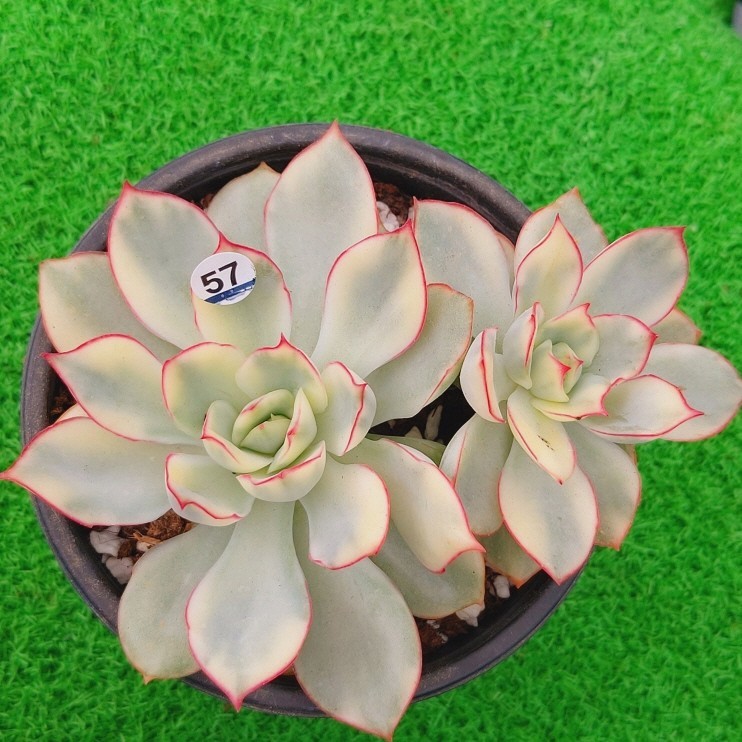 0925-W457 ムーンガード二ス(錦) エケベリア 多肉植物 韓国苗(サボテン