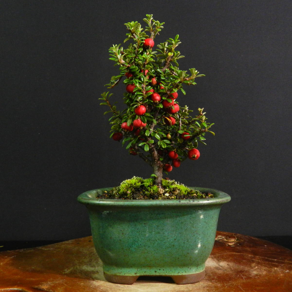 五葉あけび アケビ 太幹 小品盆栽 あけび│盆栽、盆栽書籍、盆栽鉢の通販