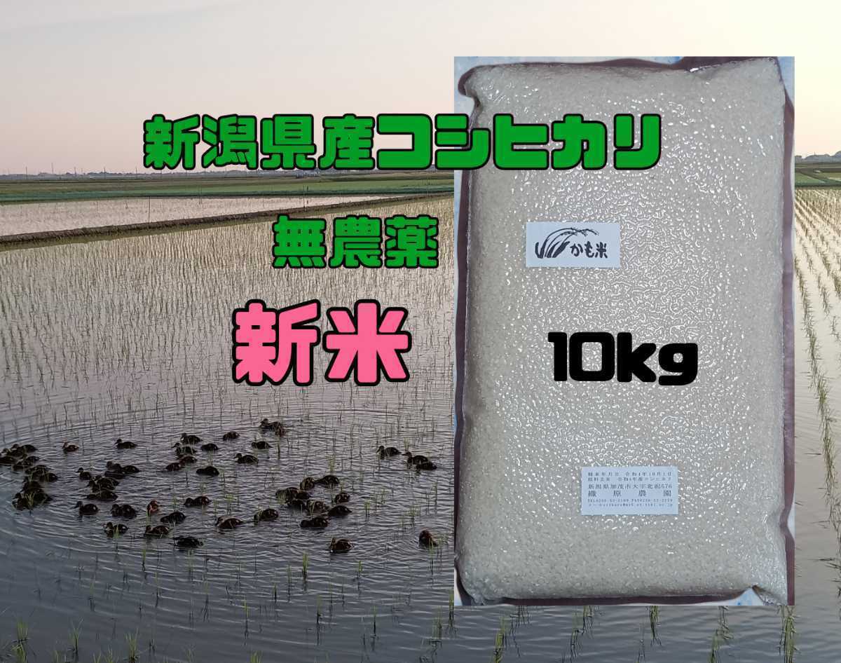 無農薬米新潟県産コシヒカリ10k コシヒカリ ｜ 米・穀物⁄米⁄精米 産直 