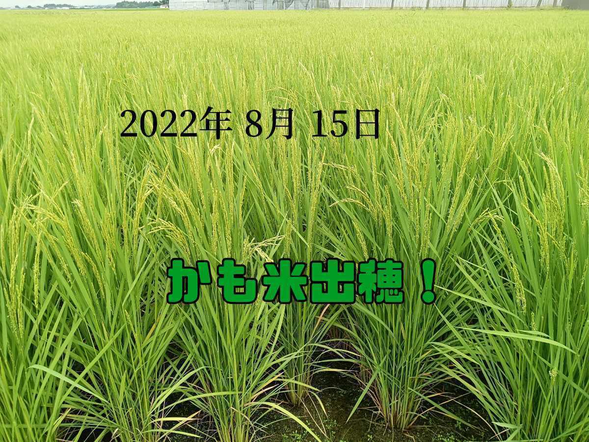無農薬米新潟県産コシヒカリ10k 【公式通販】