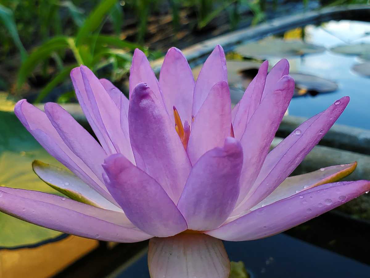 花ページ ☆亜属間交配種睡蓮☆フェイマクドナルド（スイレン）苗 亜属間睡蓮