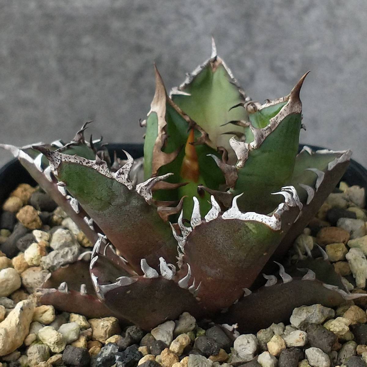 アガベ チタノタ 実生 Agave titanota seeding | TOINETTE.COM