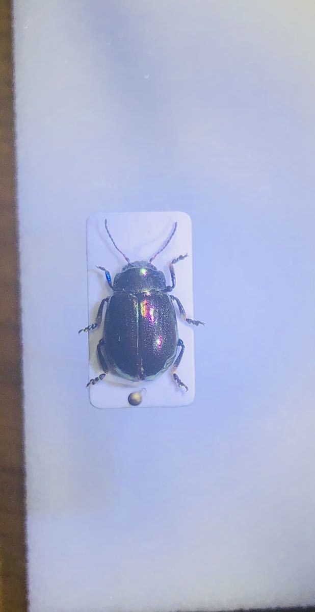 メタリックブルーの足が美しいハムシ【標本】 ハムシの一種 Beetleハムシ ウクライナ Insect Islands メタリック