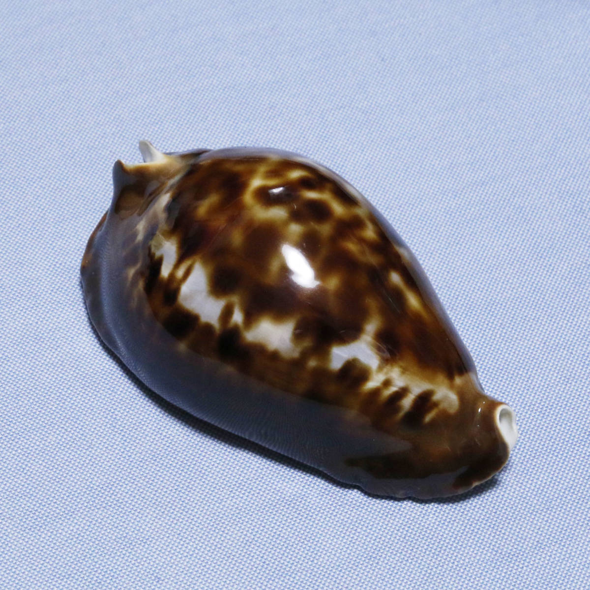 マリナクロガネダカラ タカラガイ -1587(科学、自然)｜売買された