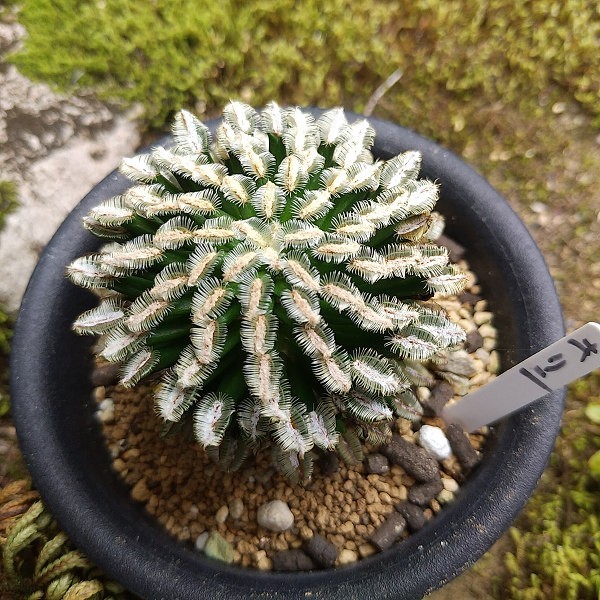 Mammillaria bertholdii 牡丹の舞 台付 サボテン 多肉植物
