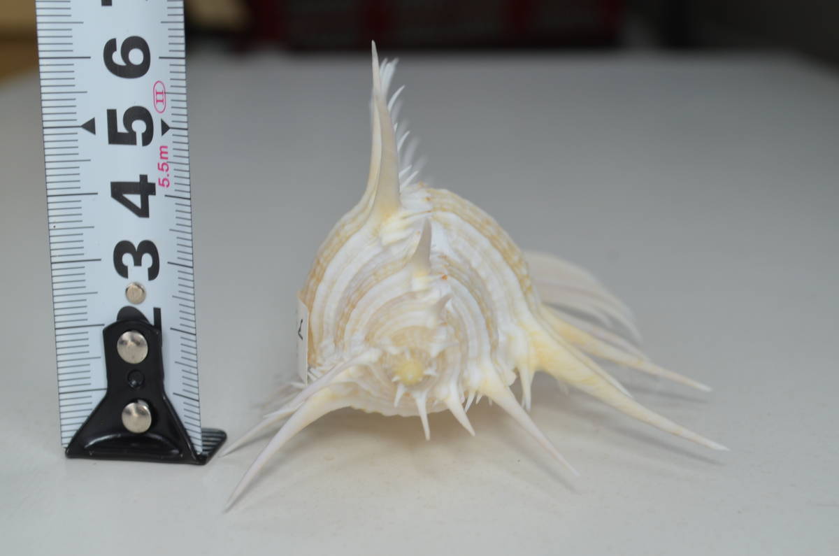貝標本 貝殻標本 海洋生物標本 Murex pecten ホネガイ アクキガイ