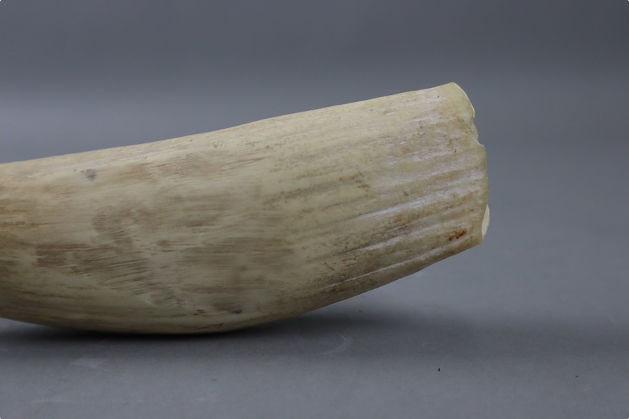 時代物 希少 マッコウクジラ歯 幅15,7cm 重225,5g・抹香鯨歯・抹香鯨牙
