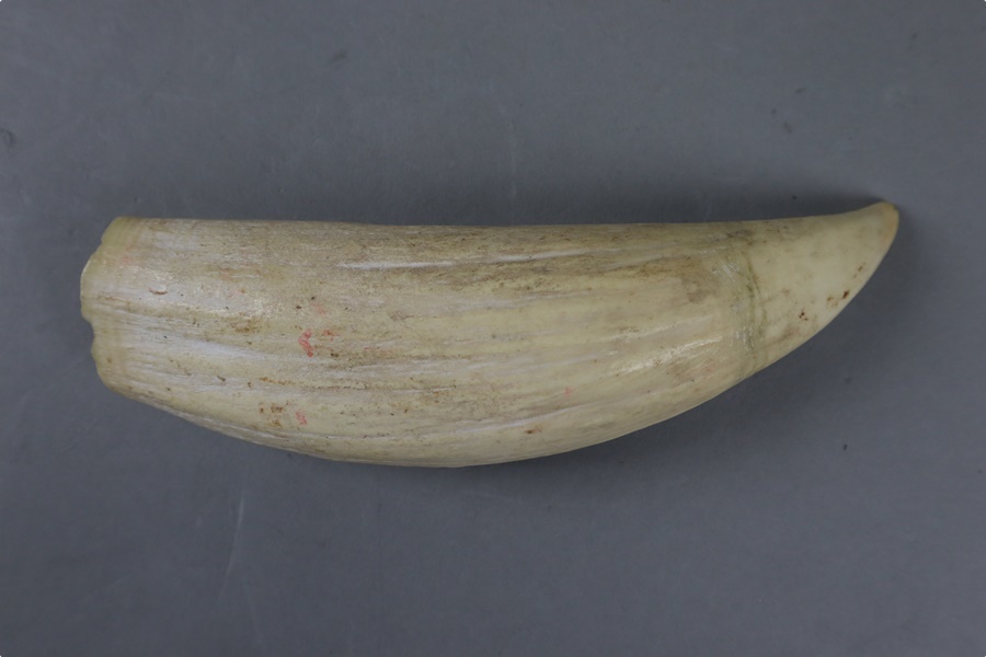 時代物 希少 マッコウクジラ歯 幅15，7cm 重225，5g・抹香鯨歯