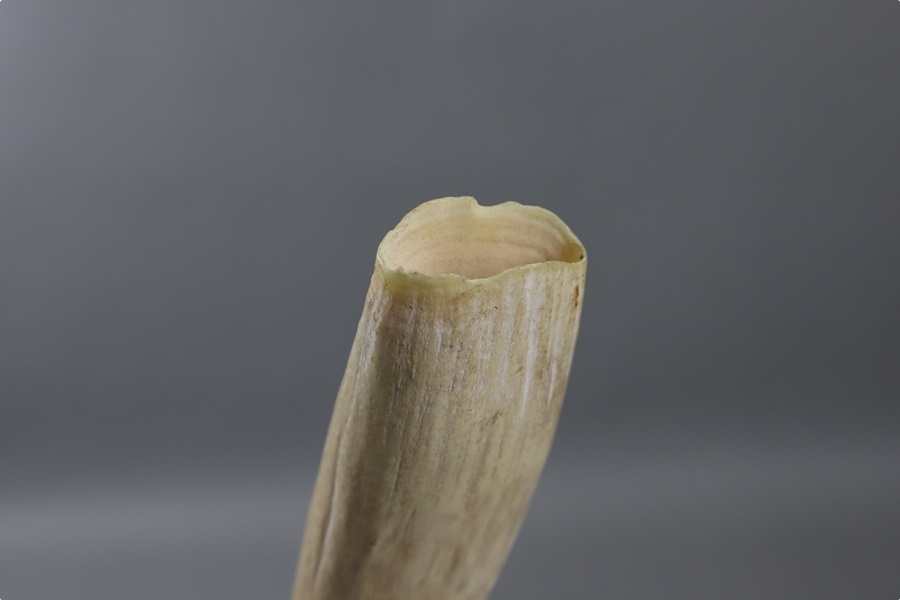 時代物 希少 マッコウクジラ歯 幅15,7cm 重225,5g・抹香鯨歯・抹香鯨牙