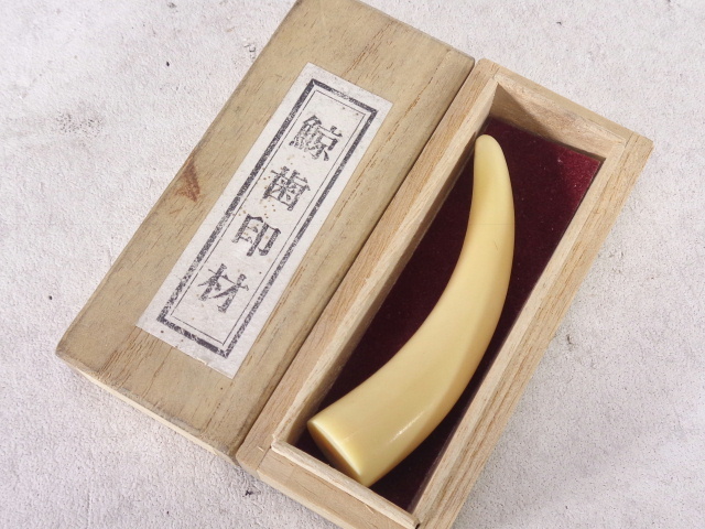 鯨歯 全長13cm・重量179gm 鯨歯 全長13cm・重量179gm 鯨歯 全長13cm