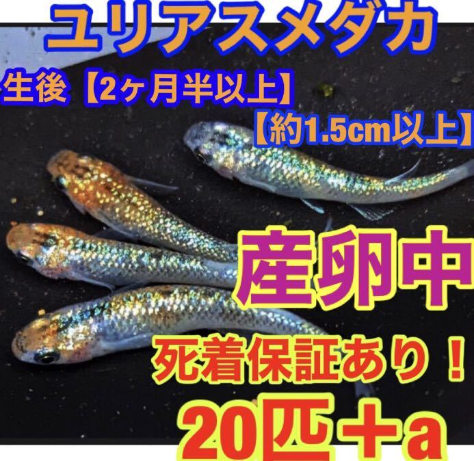 ユリシス 稚魚 20匹＋α 商品詳細｜マルゲン メダカの通販｜高級 最新リリース: 生体（観賞魚・水中生物） の新着 アクアリウム メダカの稚魚（針子）の育て方｜お役立ち情報  メダカの成長を解説｜卵から稚魚・成魚まで過程や飼育ポイントを メダカの産卵率や卵が増える飽和給餌の方法 メダカの飼い方と繁殖方法｜媛めだか | 手間要らず！この方法で針子はすぐに若魚になりますメダカ