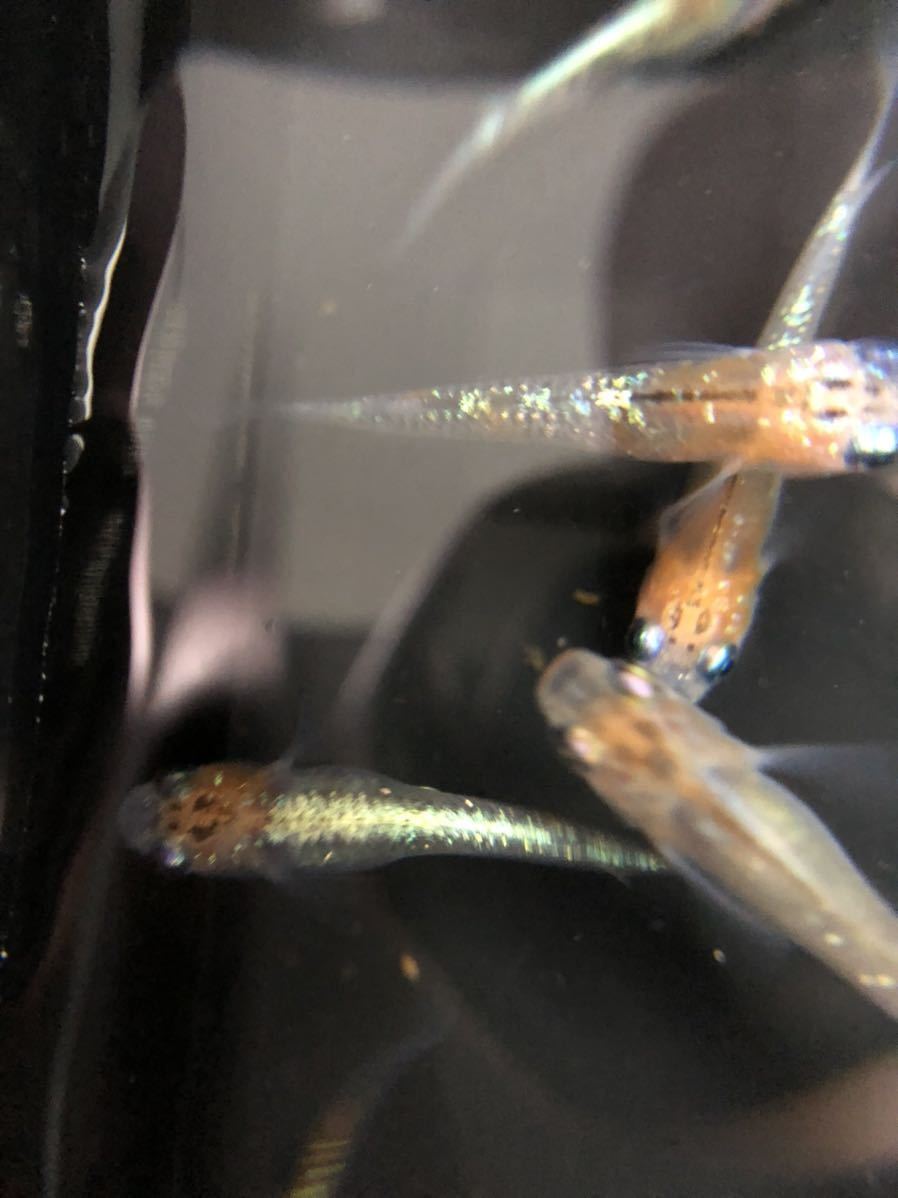 ユリシス 稚魚 20匹＋α 商品詳細｜マルゲン メダカの通販｜高級 最新リリース: 生体（観賞魚・水中生物） の新着 アクアリウム メダカの稚魚（針子）の育て方｜お役立ち情報  メダカの成長を解説｜卵から稚魚・成魚まで過程や飼育ポイントを メダカの産卵率や卵が増える飽和給餌の方法 メダカの飼い方と繁殖方法｜媛めだか | 手間要らず！この方法で針子はすぐに若魚になりますメダカ