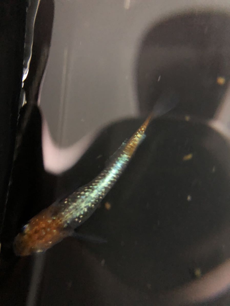ユリシス 稚魚 20匹＋α 商品詳細｜マルゲン メダカの通販｜高級 最新リリース: 生体（観賞魚・水中生物） の新着 アクアリウム メダカの稚魚（針子）の育て方｜お役立ち情報  メダカの成長を解説｜卵から稚魚・成魚まで過程や飼育ポイントを メダカの産卵率や卵が増える飽和給餌の方法 メダカの飼い方と繁殖方法｜媛めだか | 手間要らず！この方法で針子はすぐに若魚になりますメダカ