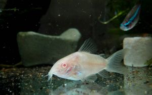 白コリの値段と価格推移は 16件の売買情報を集計した白コリの価格や価値の推移データを公開