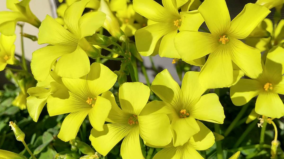 カタバミ オキザリスの値段と価格推移は 16件の売買情報を集計したカタバミ オキザリスの価格や価値の推移データを公開