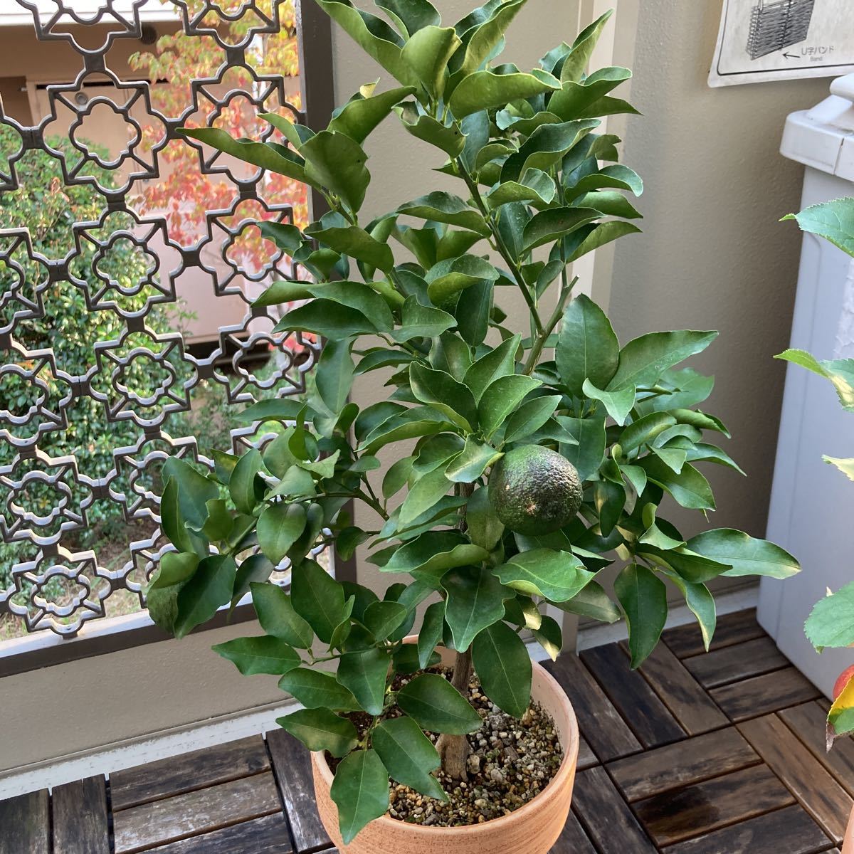 花柚子の値段と価格推移は 11件の売買情報を集計した花柚子の価格や価値の推移データを公開