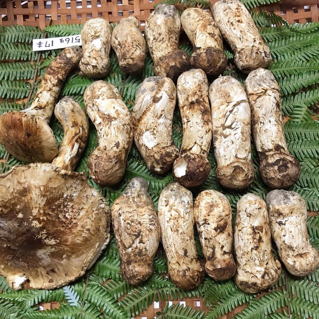 国産松茸（開き）400g前後（1本から3本前後）送料無料 クール便