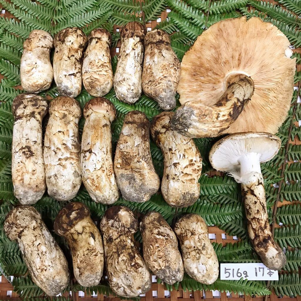 松茸 マツタケ まつたけ 国産 徳島産 12本525g 蕾 開き 天然 キノコ 旬