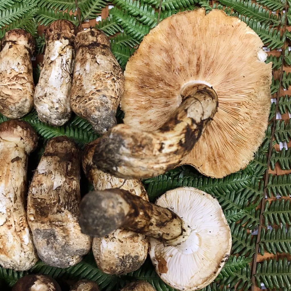 松茸 マツタケ まつたけ 国産 徳島産 12本525g 蕾 開き 天然 キノコ 旬