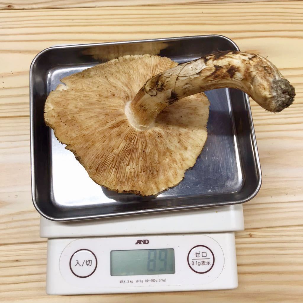 松茸 マツタケ まつたけ 国産 徳島産 12本525g 蕾 開き 天然 キノコ 旬