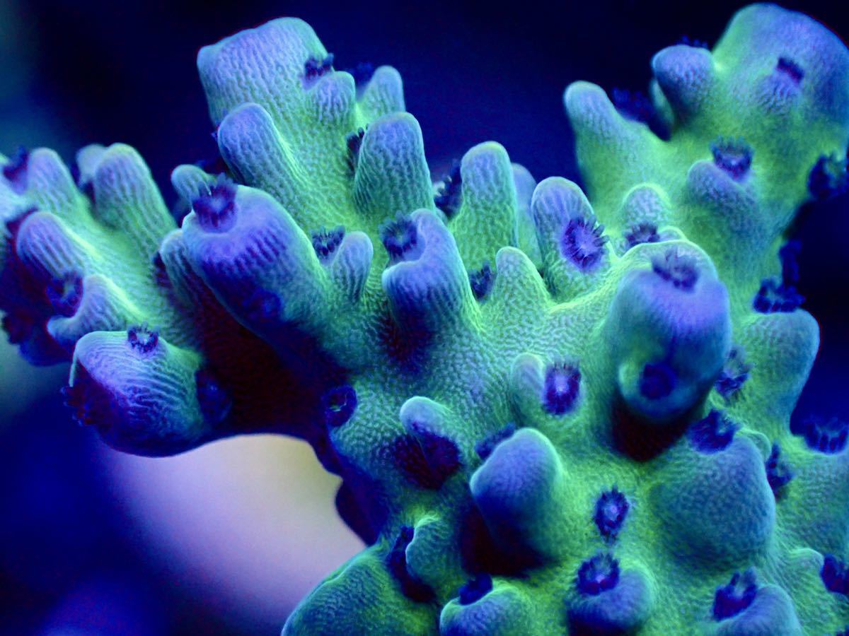 激レア Uca Acropora Fire Works Blue ファイヤーワークスブルー 色揚げ個体 オーストラリア産 ミドリイシ Cdu Eurovipfiltros Com Br