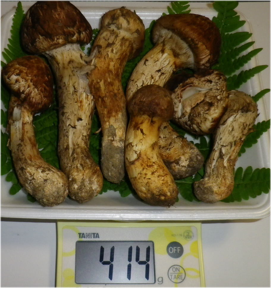 松茸 国産 公式通販 まつたけ 長野 訳ありの通販 松茸の通販 県 約150g（