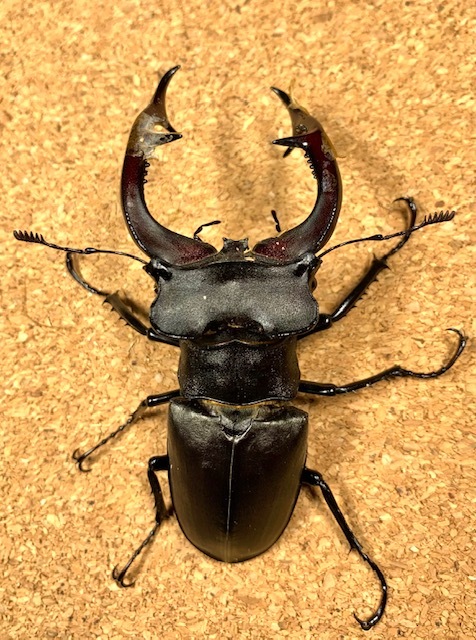 アクベシアヌス トルコ産 ミヤマ ペア ♂88.5mm顎ズレ、左横腹出 ♀42.1mm