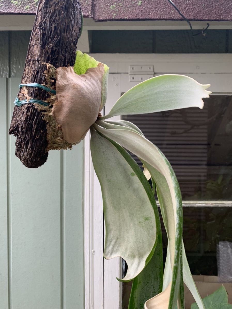 観葉植物 11 ウィリンキー ポールホワイト willinckii 'Paul White