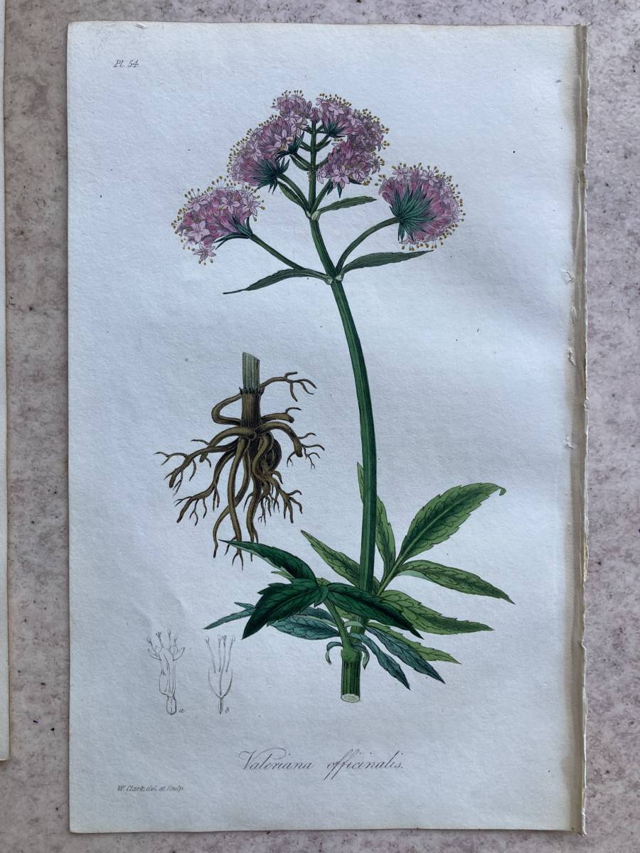 セイヨウの値段と価格推移は 1件の売買情報を集計したセイヨウの価格や価値の推移データを公開