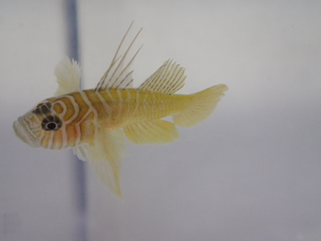 2025，定番人気 ２匹 イレズミハゼ ２から３CM Sサイズ 海水魚 熱帯魚 生体 ８０サイズ関東送料８７３円(海水魚)｜売買されたオークション情報、yahooの商品情報をアーカイブ公開 - オークファン 海水魚