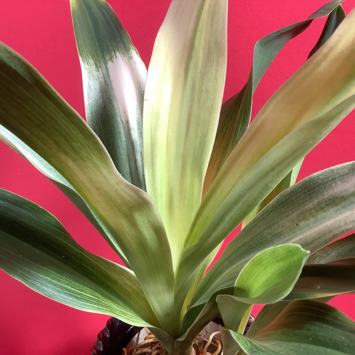 おもと 東天光 万年青 オモト観葉植物 【公式通販】