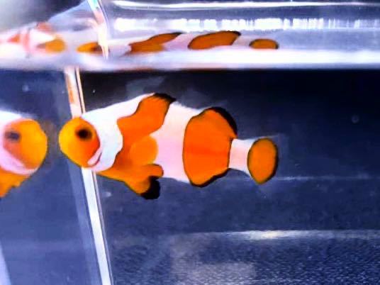 任天堂2DS カーボンブルー 貴重！（ニンテンドー2DS  