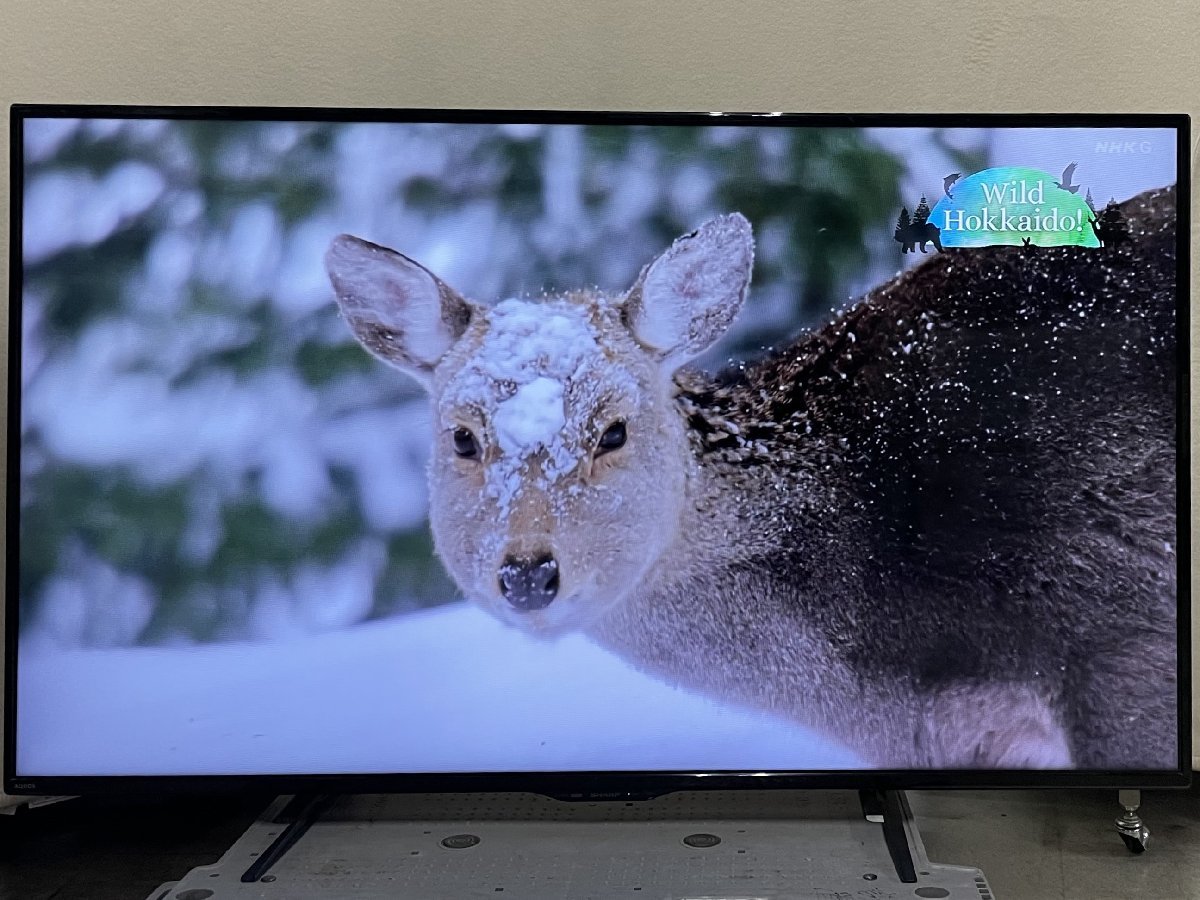 SHARP⁄シャープ SHARP AQUOS シャープ テレビ 札幌 SHARP（テレビ）の 