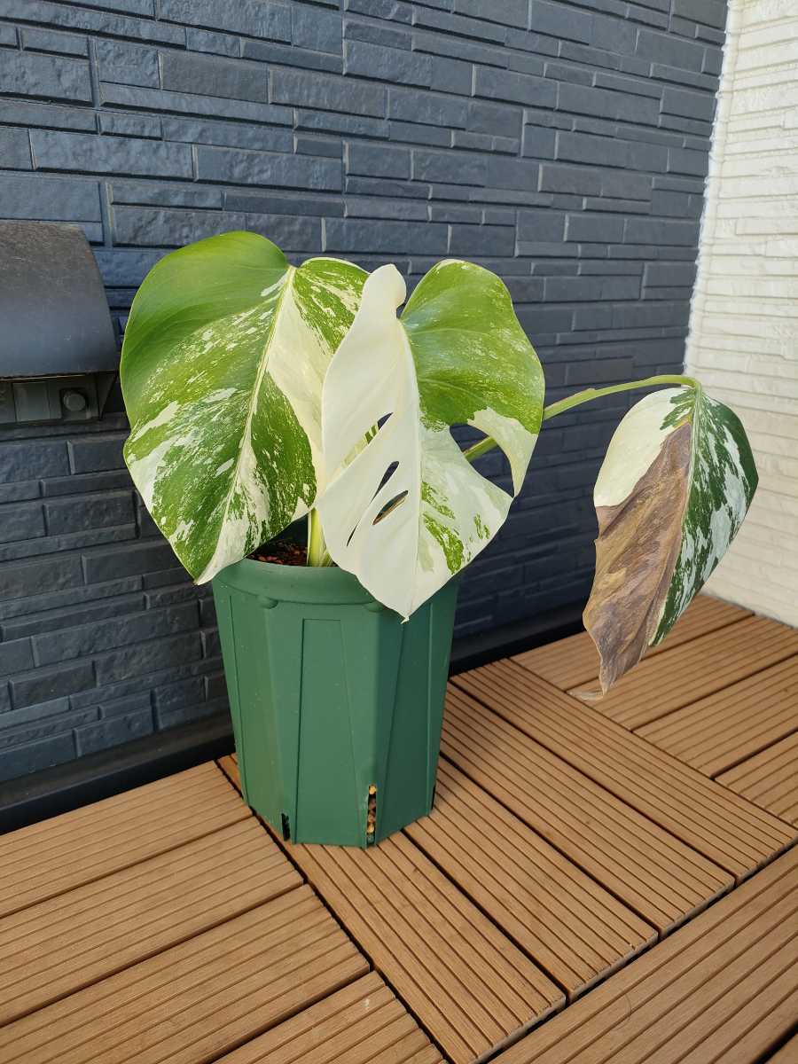 ボルシギアナ 斑入り モンステラ 観葉植物 選別株モンステラ 種から