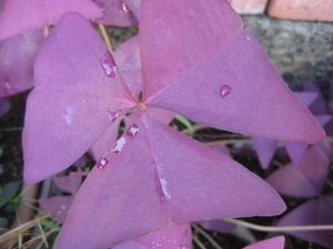 オキザリス 球根のヤフオク の相場 価格を見る ヤフオク のオキザリス 球根のオークション売買情報は93件が掲載されています