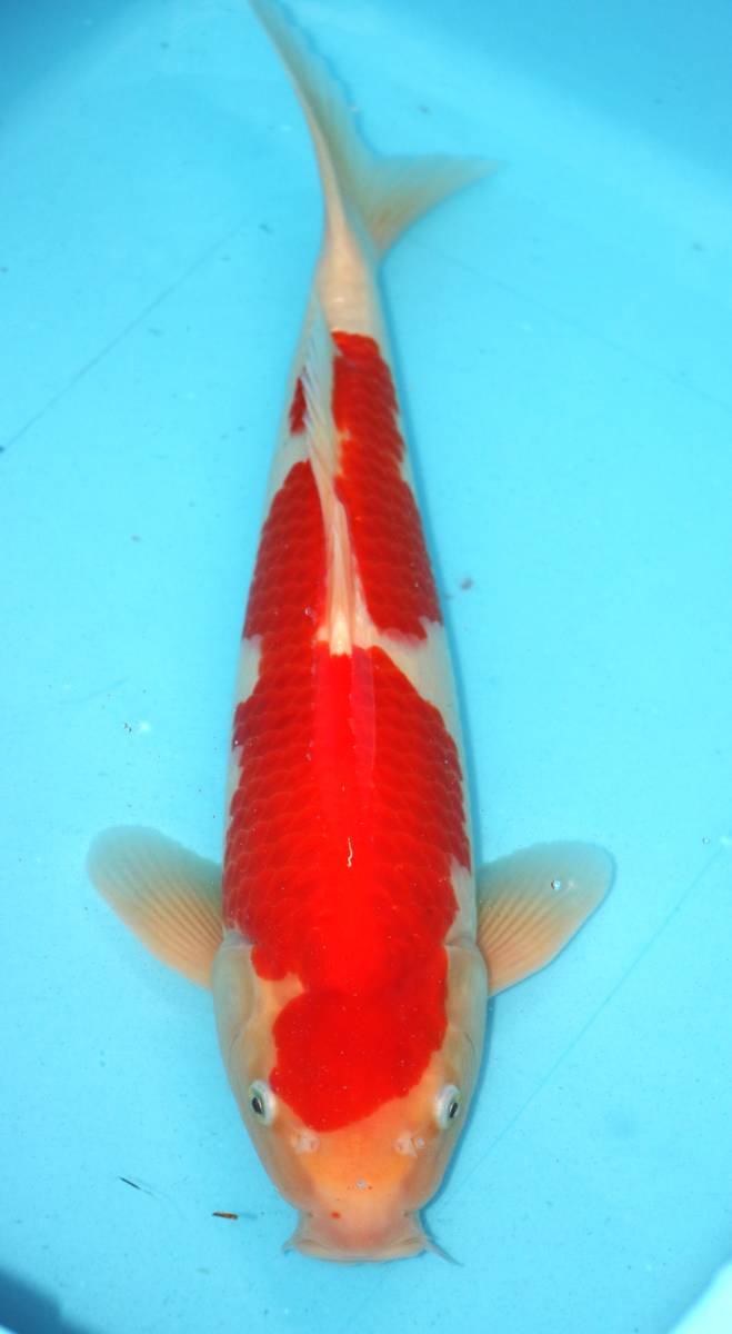 お得セール ☆妙高錦鯉 格安3歳魚市 29-17 紅白 47センチ 優良個体☆