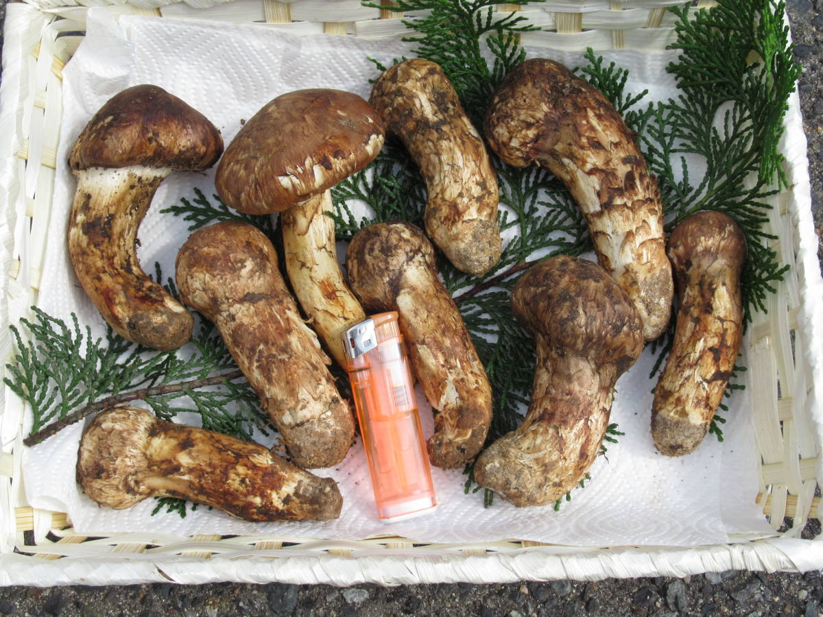 希少広島県産松茸◆ヤフー５００◆A５２