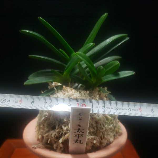 富貴蘭チャンネル 富貴蘭 | ルビー根考 - 太平丸 富貴蘭の栽培記: 東洋