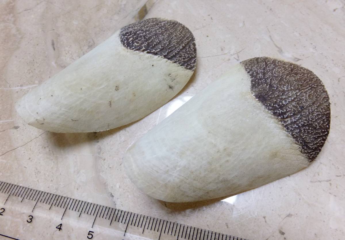 生きた化石 ピラルク 鱗 うろこ 2枚セット ピラルクー ウロコ 世界最大の淡水魚 生きている化石 古代魚 標本(科学、自然)｜売買された ...